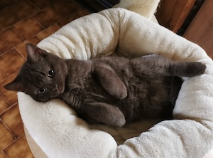 Chat en consultation ostéopathique