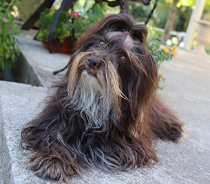 Consultation ostéopathie canine - traitement chien