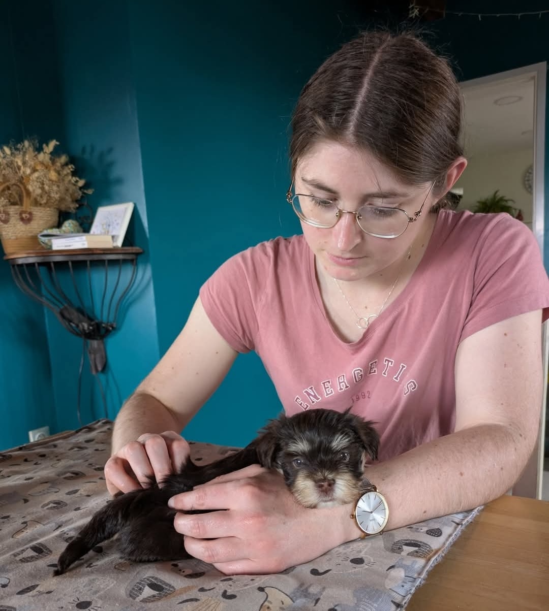 Consultation ostéopathie pour animaux d'élevage